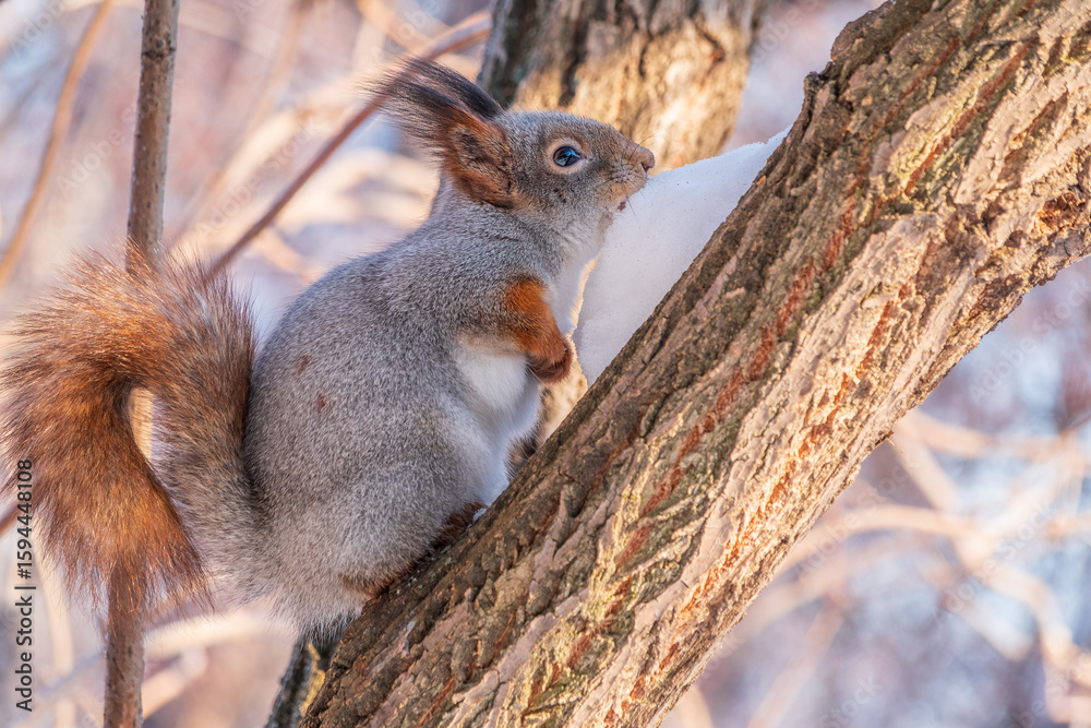 Fototapeta premium Squirrel in winter sits on a tree trunk with snow