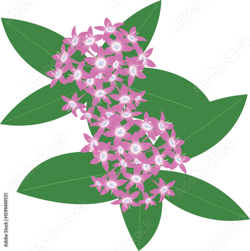 ペンタスピンク