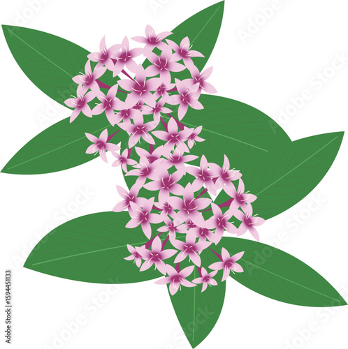 ペンタスピンク赤