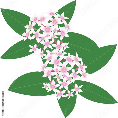 ペンタス白ピンク