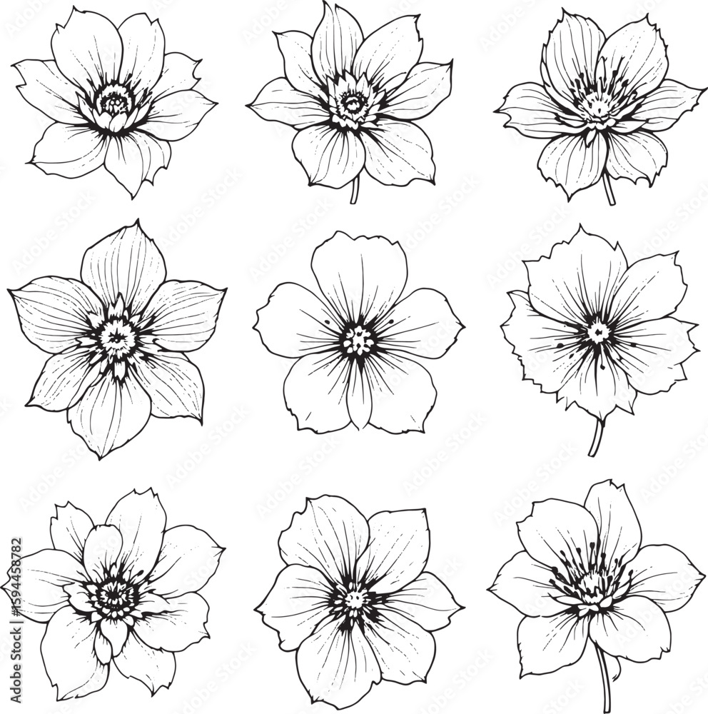 Fototapeta premium hellebore line art minimalistic flower sketch invited calm purity