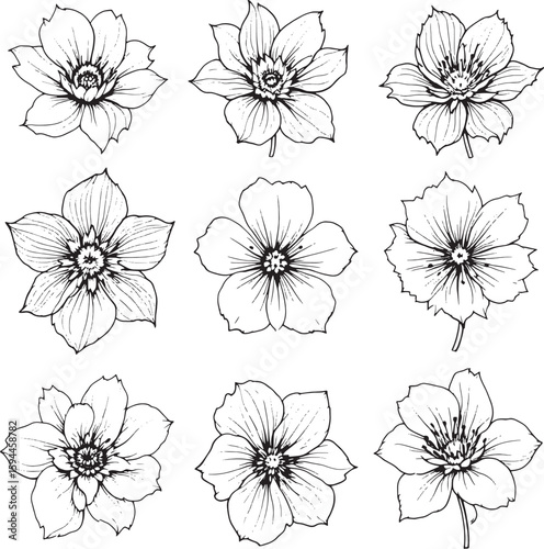 hellebore line art minimalistic flower sketch invited calm purity