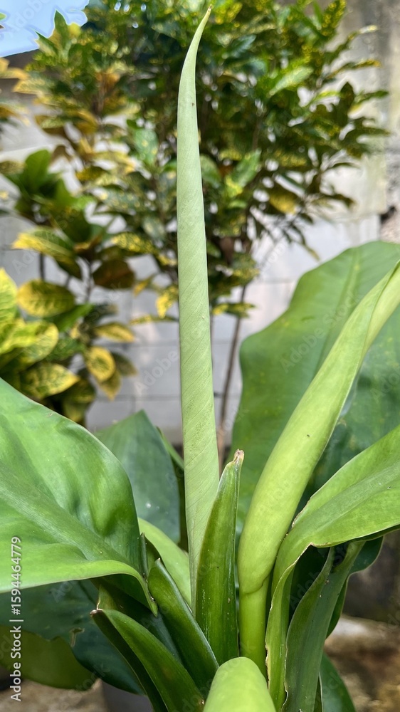 Obraz premium A close up of a plant with a tall, slender green shoot emerging from its center, surrounded by broad green leaves, with other leafy plants in the blurred background.