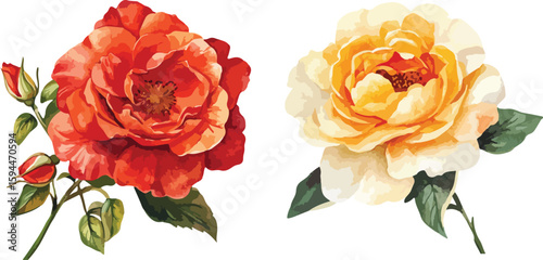 Two watercolor roses in red and yellow isolated on a white background