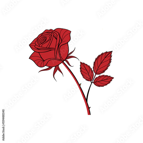 red rose isolated on white background