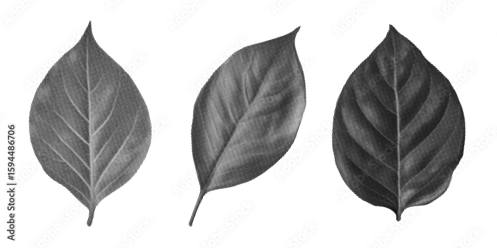 Fototapeta premium Antique-Style Halftone Engraving of Overlapping Almond, Cashew and Pistachio Leaves Showing Serrated Margins and Midrib Contrast, Dot-Pattern Illustration on Black