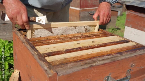 Beekeeping. Monitoring the condition of a bee colony.