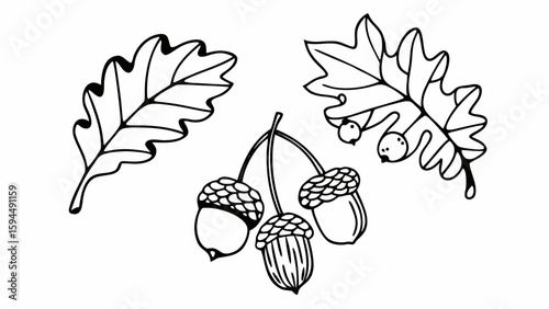Vector set of colorful autumn fall leaves and berries. Isolated forest elements with oak, maple, ginko, ash, chestnut, poplar, acorn, rowan tree leaf. Leaves for seasonal holiday greeting card design