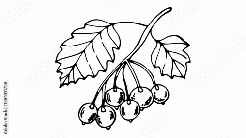 Vector set of colorful autumn fall leaves and berries. Isolated forest elements with oak, maple, ginko, ash, chestnut, poplar, acorn, rowan tree leaf. Leaves for seasonal holiday greeting card design