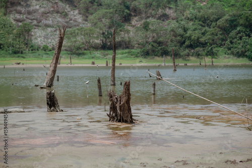 Tree stumps protruding after water recedes