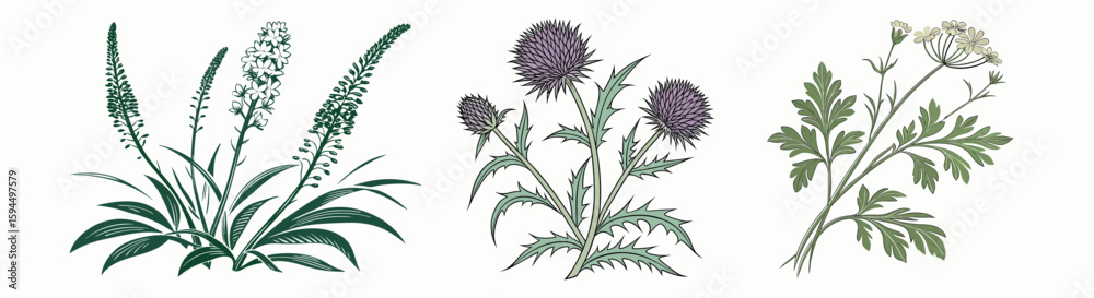 Naklejka premium Botanical plants drawing, floral herbs and wildflower set vector illustration