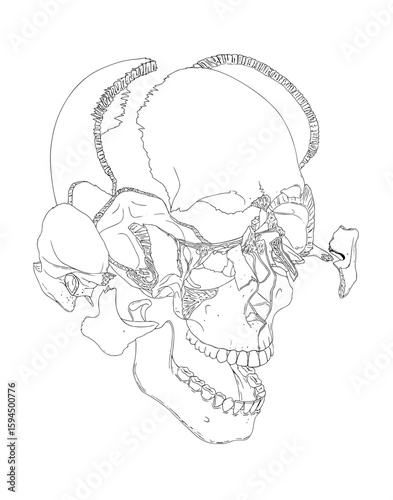 Sketch of human skull disjointed with all bones ilustrated