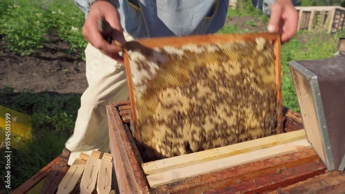 The beekeeper takes a frame of brood to strengthen another weak colony of bees.
