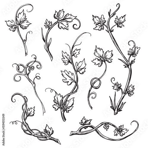Hand drawn vector illustration of decorative vine elements with leaves and curls in monochrome