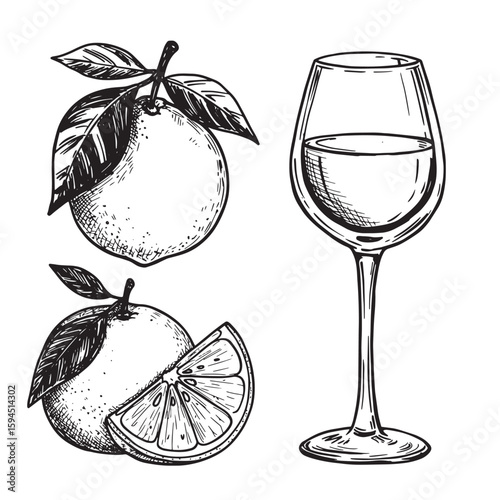 Hand drawn vintage illustration of oranges with leaves and a glass of wine ready to drink