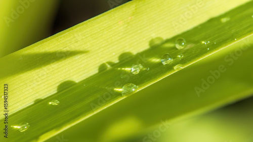 small drops of water on a green leaf