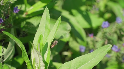 A bee performs a hygienic procedure.