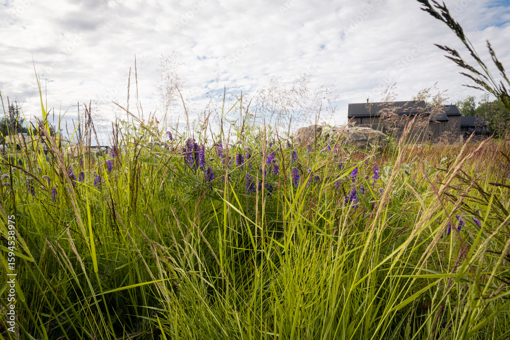 Obraz premium Summer grass flowers in the nordic conutries 