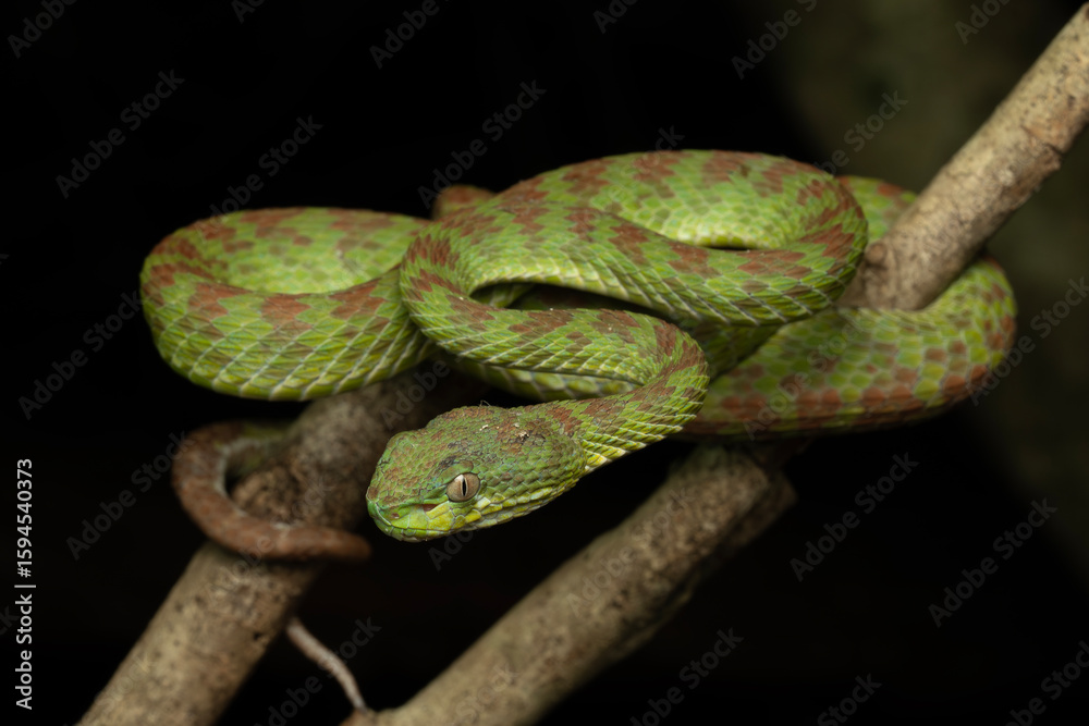 Naklejka premium Kuiburi pit viper on a tree branch in a ambush position
