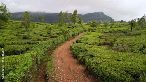 Drone Flying Over Empty Dirt Path In Green Ceylon Tea Fields