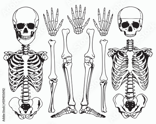 Anatomical illustration with two skeletons, hands, legs, and bones in black and white drawing style