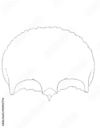 Bilde på lerret Sketch of Frontal Bone exocraneal view