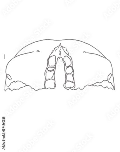 Skecht of Frontal Bone Inferior or Orbitonasal View