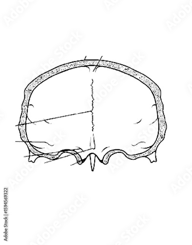 Bilde på lerret Sketch of frontal Bone Endocraneal view
