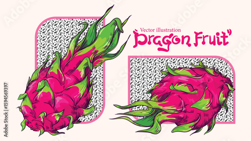 vector hand drawn illustration of dragon fruit in primary colors isolated on background. A tropical fruit rich in vitamins. Also known as Pitaya or Pitahaya