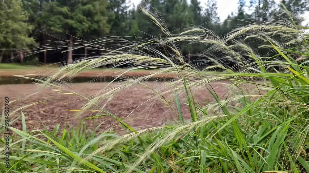 Image Description
Graceful grass sways in the wind across a lush summer landscape, blending with trees and plants in a vibrant field near water High quality natural video footage
4k cenamatic video s Image Description
Graceful grass sways in the wind across a lush summer landscape, blending with trees and plants in a vibrant field near water High quality natural video footage
4k cenamatic video s