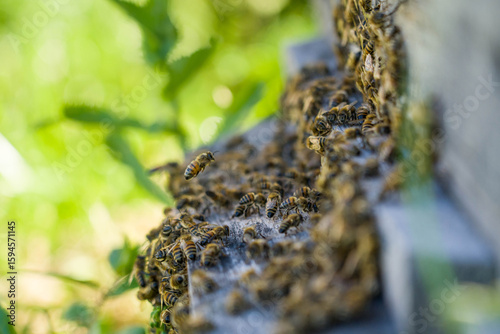 In hot weather, bees ventilate the hive.