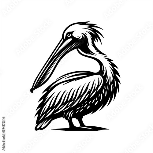 Pelican bird with large beak