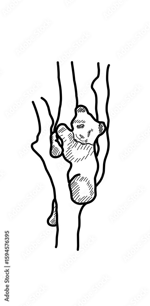 Fototapeta premium silhouette of a panda