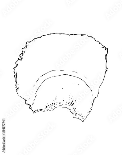 Sketch of Parietal Bone Exocraneal view