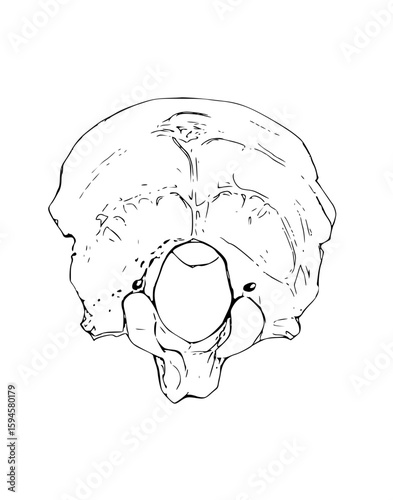 Skecth of Occipital Bone Exocraneal Inferior view 
