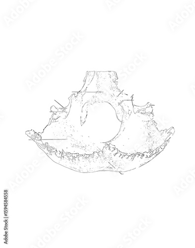Skecth of Occipital Bone Superior view