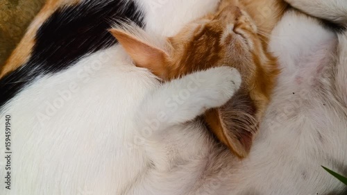 The cuteness of a mother cat and her kittens taking a nap in the park