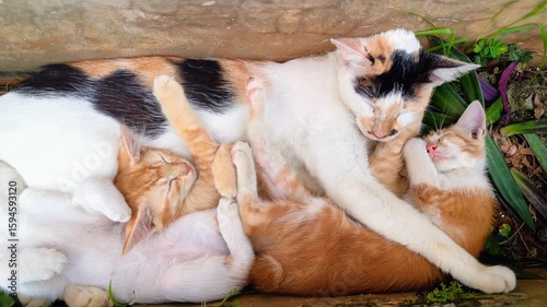 The cuteness of a mother cat and her kittens taking a nap in the park