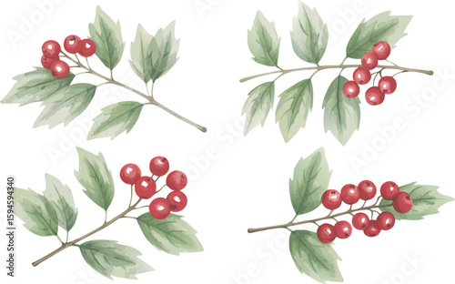 Watercolor Illustration of Rowan Branches with Berries and Leaves on White Background