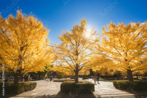 autumn leaves change the color in the japan park view at kyoto