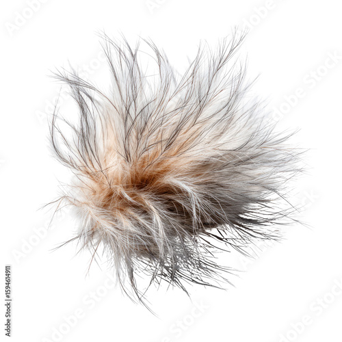 Fluffy, light-brown and white fur ball