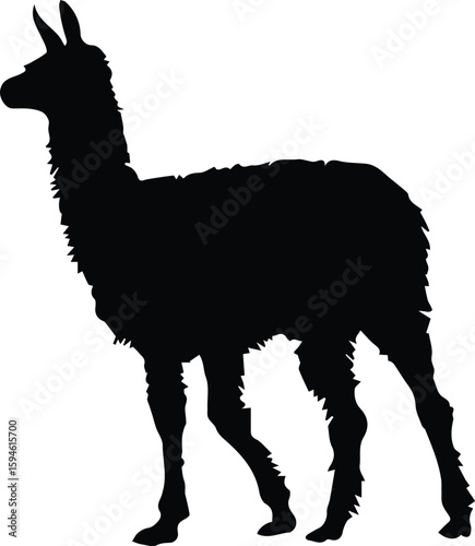 A llama is standing in silhouette isolated on transparent background