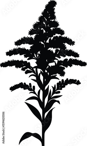 Vector art of black silhouette of a goldenrod plant with many small blooms isolated on white isolated on transparent background