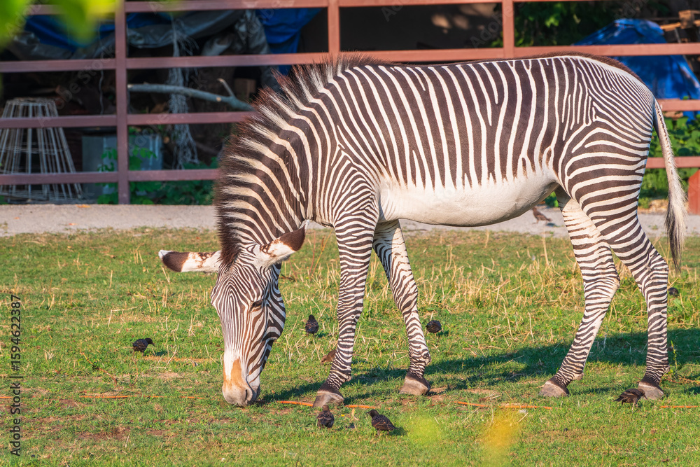 Grevy's zebra, lat Equus grevyi, also known as the imperial zebra eats green grass. Grevy's zebra, lat Equus grevyi, also known as the imperial zebra eats green grass.