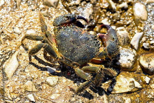 HRV, Kroatien, Brac, Insel in Dalmatien, Milna