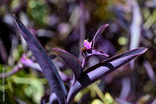 HRV, Kroatien, Brac, Insel in Dalmatien, Milna