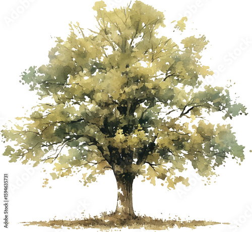 Isolated tree with green leaves on white background