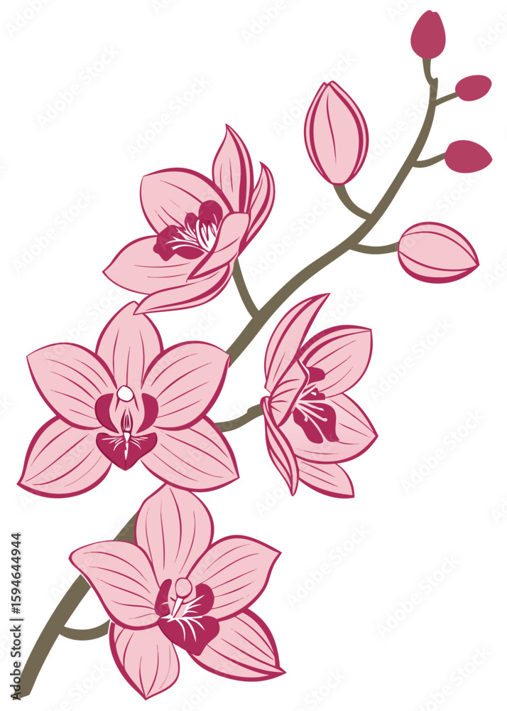 Fototapeta premium pink orchid flower isolated