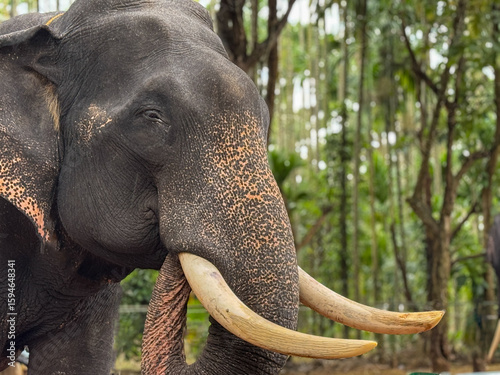Photography Close up photo of face of an elephant with tusks