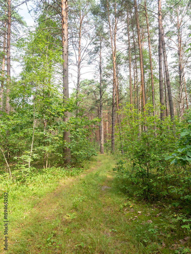 Pine forest pathway with lush greenery, tranquil nature scene during daytime, copy space Pine forest pathway with lush greenery, tranquil nature scene during daytime, copy space